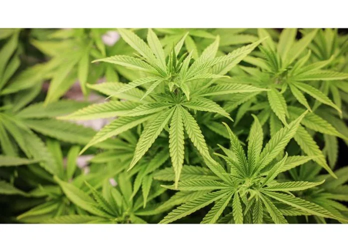 Srinagar: Police Launch Comprehensive Operation to Destroy Wild Cannabis in Baramulla